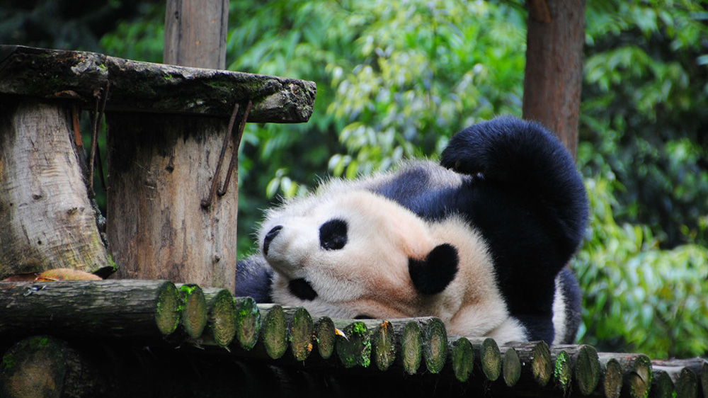 碧峰峽野生動物園.jpg