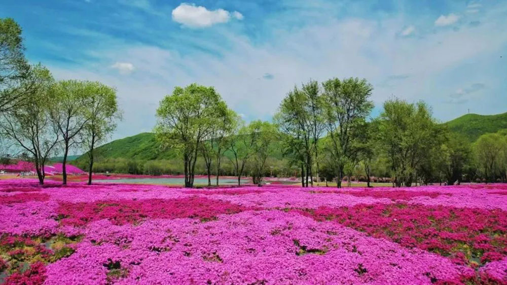 芝櫻花海.jpg