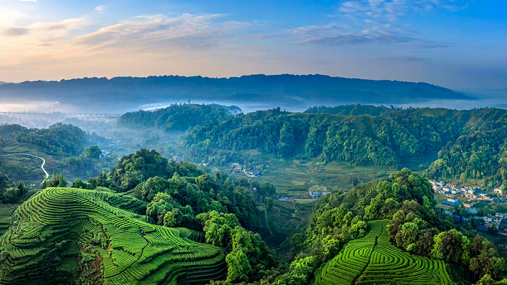 雅安茶園.jpg